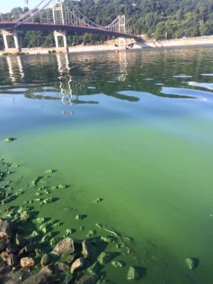 У дніпрі зацвіла вода