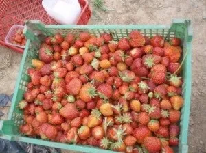 Вирощування полуниці цілий рік, завод бізнесу (бізнесу) Вирощування полуниці цілий рік, завод бізнесу