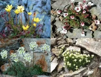 Вирощування камнеломка покрокова інструкція, з насіння, з розсади (розсади) Вирощування камнеломка покрокова інструкція, з насіння, з розсади