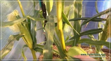 Вирощування кукурудзи поради агронома по посадці і догляду, сайт про сад, дачі і кімнатних рослинах