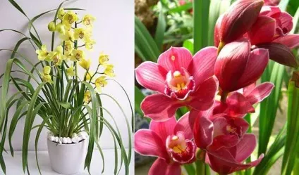 Види орхідей, фото і назви екзотичних квітів (види) Види орхідей, фото і назви екзотичних квітів