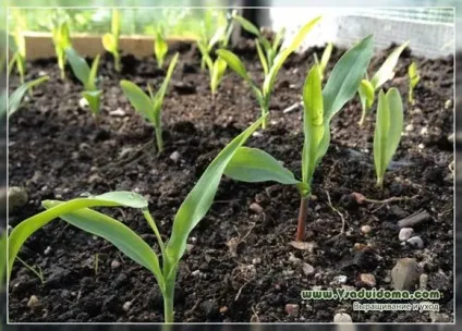 Вирощування кукурудзи поради агронома по посадці і догляду, сайт про сад, дачі і кімнатних рослинах