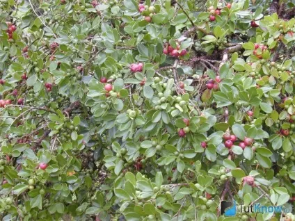 Вирощування гуави в домашніх умовах (Посадка розмноження гуави) Вирощування гуави в домашніх умовах
