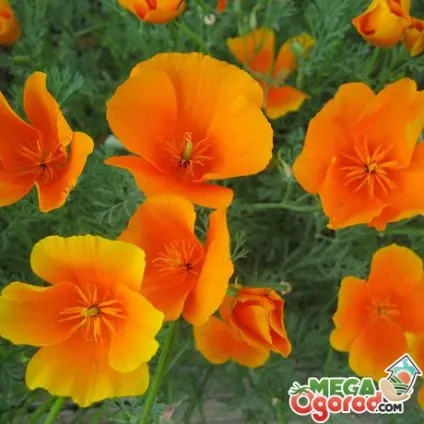 Вирощування ешшольціі - квітка для ледачих