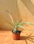 Ананас кімнатний - ananas
