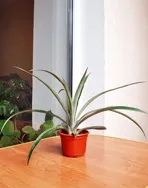 Ананас кімнатний - ananas
