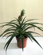 Ананас кімнатний - ananas