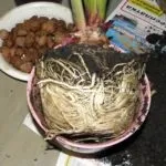 Амариліс догляд в домашніх умовах, що робити якщо не цвіте (амариліс) Амариліс догляд в домашніх умовах, що робити якщо не цвіте