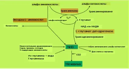 Аміак у крові
