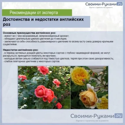 Англійська троянда догляд і вирощування - детальна інформація! (Мінерального добрива перед посадкою) Англійська троянда догляд і вирощування - детальна інформація!