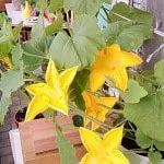 Вирощування овочів на балконі картопля, баклажани, гарбуз (вирощування) Вирощування овочів на балконі картопля, баклажани, гарбуз