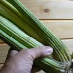 Вирощування селери з насіння в домашніх умовах (вирощування) Вирощування селери з насіння в домашніх умовах