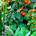 Вирощування овочів на балконі картопля, баклажани, гарбуз (як виростити гарбуз на балконі) Вирощування овочів на балконі картопля, баклажани, гарбуз
