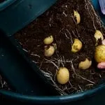 Вирощування овочів на балконі картопля, баклажани, гарбуз (як виростити картоплю на балконі) Вирощування овочів на балконі картопля, баклажани, гарбуз