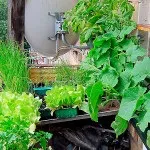 Вирощування овочів на балконі картопля, баклажани, гарбуз (що можна виростити на балконі з овочів) Вирощування овочів на балконі картопля, баклажани, гарбуз