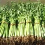 Вирощування селери з насіння в домашніх умовах (вирощування) Вирощування селери з насіння в домашніх умовах