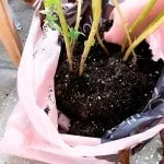Вирощування овочів на балконі картопля, баклажани, гарбуз (як виростити гарбуз на балконі) Вирощування овочів на балконі картопля, баклажани, гарбуз