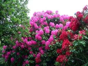 Вирощування рододендрона садового в сибіру підготовка, посадка і догляд, фото (підготовка) Вирощування рододендрона садового в сибіру підготовка, посадка і догляд, фото