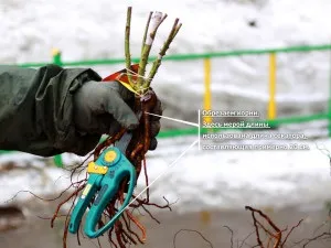 Вирощування троянд у відкритому грунті - що потрібно знати відео (вирощування) Вирощування троянд у відкритому грунті - що потрібно знати відео