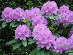 Вирощування рододендрона садового в сибіру підготовка, посадка і догляд, фото (життя після посадки) Вирощування рододендрона садового в сибіру підготовка, посадка і догляд, фото