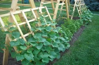 Вирощування огірків на шпалері етапи, установка шпалер, догляд (огірків) Вирощування огірків на шпалері етапи, установка шпалер, догляд