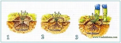 Вирощування троянд в саду у відкритому грунті, сайт про сад, дачі і кімнатних рослинах (вирощування) Вирощування троянд в саду у відкритому грунті, сайт про сад, дачі і кімнатних рослинах
