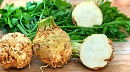 Вирощування селери з насіння в домашніх умовах (насіння) Вирощування селери з насіння в домашніх умовах
