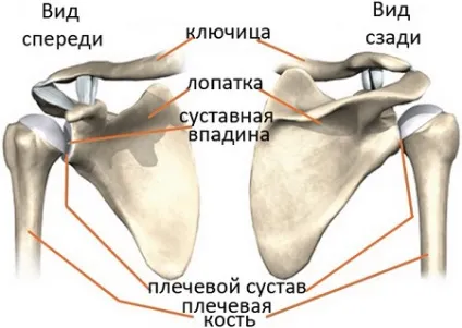 Вивих плечового суглоба симптоми, лікування і операція, вправи для реабілітації суглоба плеча (суглоба) Вивих плечового суглоба симптоми, лікування і операція, вправи для реабілітації суглоба плеча