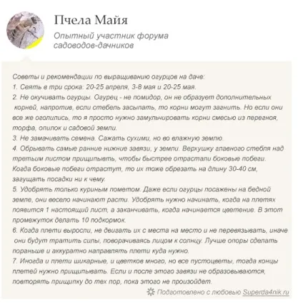 Вирощування огірків на шпалері етапи, установка шпалер, догляд (шпалерах) Вирощування огірків на шпалері етапи, установка шпалер, догляд