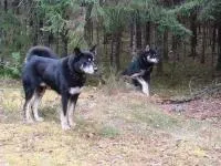 Східно-сибірська лайка фото, опис породи, догляд (породи) Східно-сибірська лайка фото, опис породи, догляд