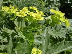 Володушка - лікувальні властивості, застосування, народні рецепти (властивості) Володушка - лікувальні властивості, застосування, народні рецепти