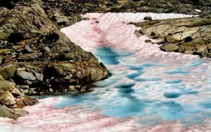 Водорості, що живуть в екстремальних умовах, статтю, в світі, екодело - екологічні проекти і