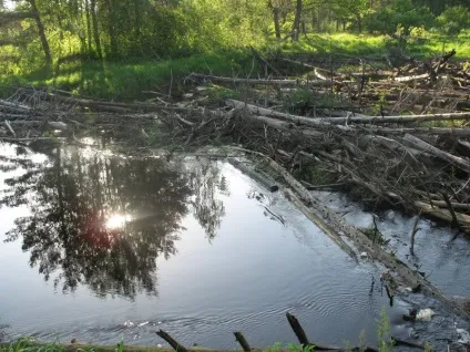 Водний похід по річці поля (річці) Водний похід по річці поля