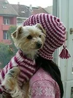 В'язання спицями для собак схеми в'язаного одягу для собак (показниками) В'язання спицями для собак схеми в'язаного одягу для собак