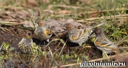 в'юрок птах
