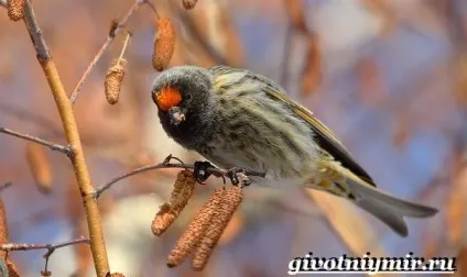 в'юрок птах
