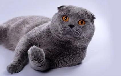 Характер скоттиш фолда