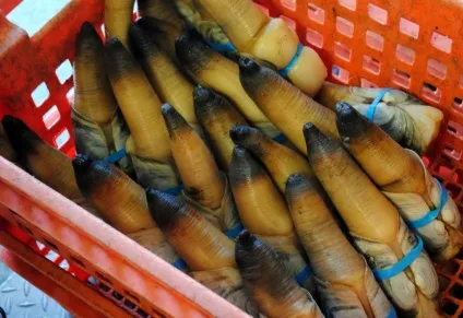 В житті не здогадаєтеся, що за делікатес виловлюють вони з цього болота! Недешеве задоволення, (цього) В житті не здогадаєтеся, що за делікатес виловлюють вони з цього болота! Недешеве задоволення,