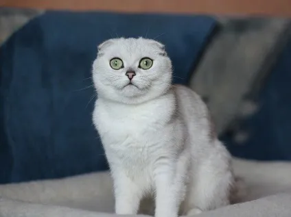 Характер скоттиш фолда
