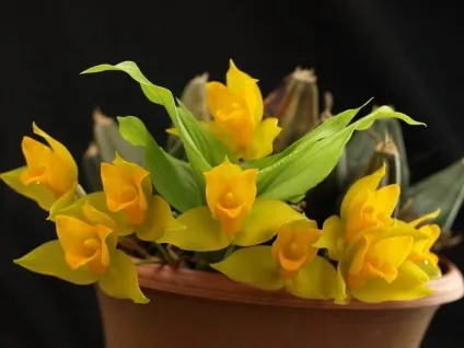 Всі види орхідей з фото і назвами, Архідея (орхідей) Всі види орхідей з фото і назвами, Архідея