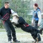 Ховаварт - опис породи собак, історія, характер цуценя, догляд і виховання, вартість (ховаварт порода собак) Ховаварт - опис породи собак, історія, характер цуценя, догляд і виховання, вартість