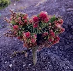 Хвойні рослини ялівець звичайний gold cone (золота підкова) Хвойні рослини ялівець звичайний gold cone