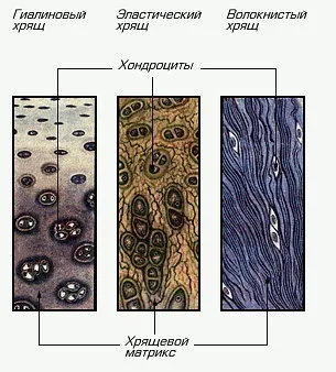 Хрящова тканина - будова і функції (функції) Хрящова тканина - будова і функції