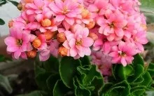 Юкка - догляд в домашніх умовах пересадка і розмноження, хвороби і види (фото) (умовах) Юкка - догляд в домашніх умовах пересадка і розмноження, хвороби і види (фото)