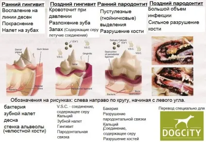 Запах з пащі собак