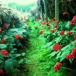 Женьшень - фото і опис лікувальної трави наших предків, цілющі властивості, протипоказання (властивості) Женьшень - фото і опис лікувальної трави наших предків, цілющі властивості, протипоказання
