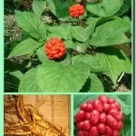 Женьшень - фото і опис лікувальної трави наших предків, цілющі властивості, протипоказання (фото) Женьшень - фото і опис лікувальної трави наших предків, цілющі властивості, протипоказання