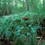 Женьшень - фото і опис лікувальної трави наших предків, цілющі властивості, протипоказання (женьшень) Женьшень - фото і опис лікувальної трави наших предків, цілющі властивості, протипоказання