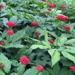 Женьшень - фото і опис лікувальної трави наших предків, цілющі властивості, протипоказання (фото) Женьшень - фото і опис лікувальної трави наших предків, цілющі властивості, протипоказання