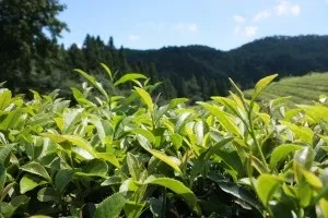 Зелений чай для волосся ополіскування, маски та інші засоби для догляду за волоссям в домашніх (волосся) Зелений чай для волосся ополіскування, маски та інші засоби для догляду за волоссям в домашніх
